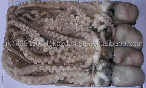 Frozen-Octopus.jpg