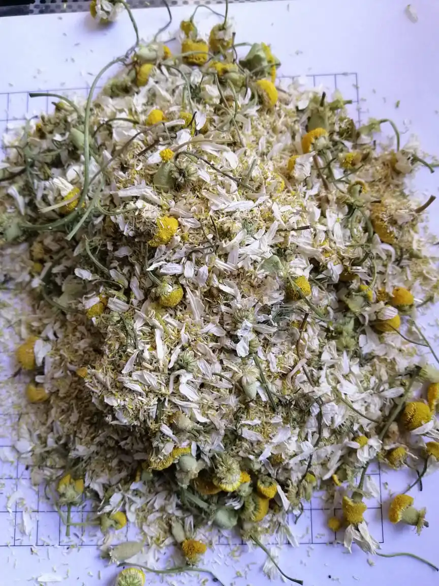 chamomile for industrial purpose like chamomile oil Matricaria cheap price flowers have long stem chamomile powder and petals