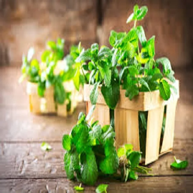 organic dried mint leaves Wild Mint Leaves Spearmint Leaves Slimming Tea Mint