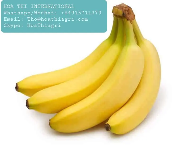 The Premium Fresh Cavendish Banana Vietnam With High Quality And Best Price For Export Ready To Shipping EU ASIA Market