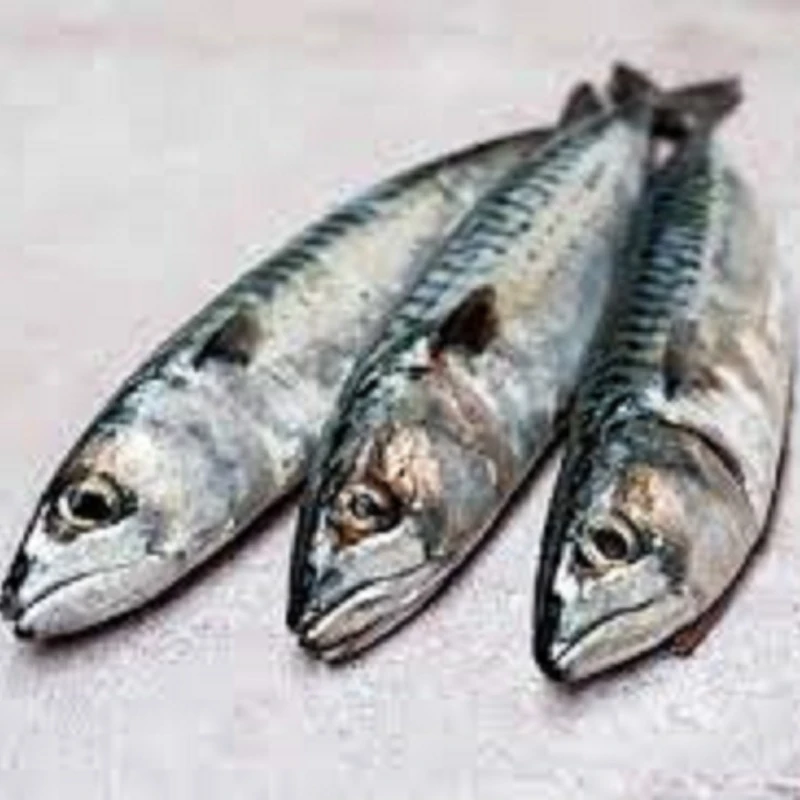 Высококачественная замороженная Тихоокеанская скумбрия для продажи