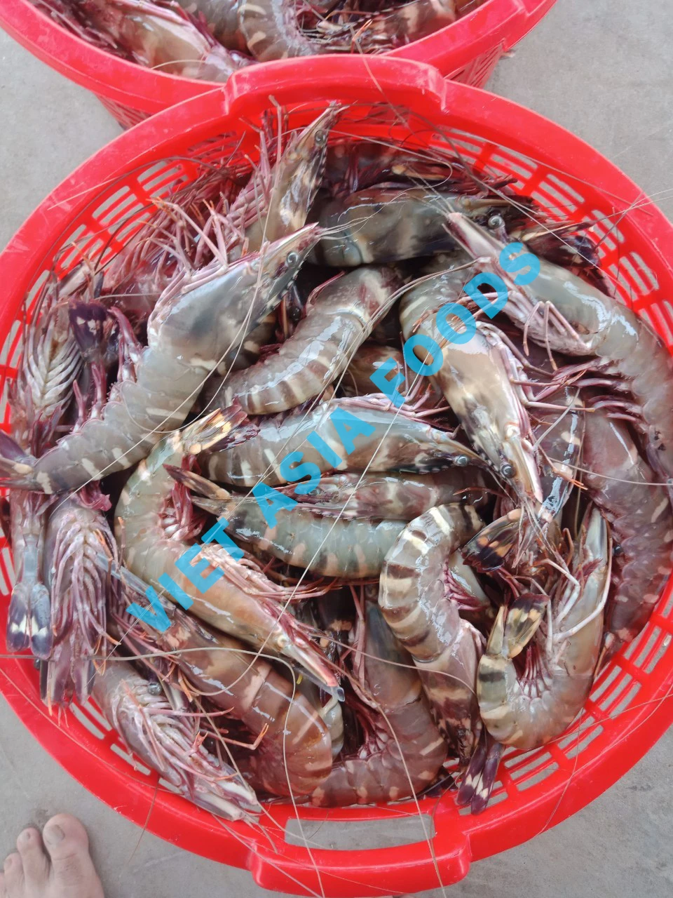 Замороженный морской Тигр креветки HOSO