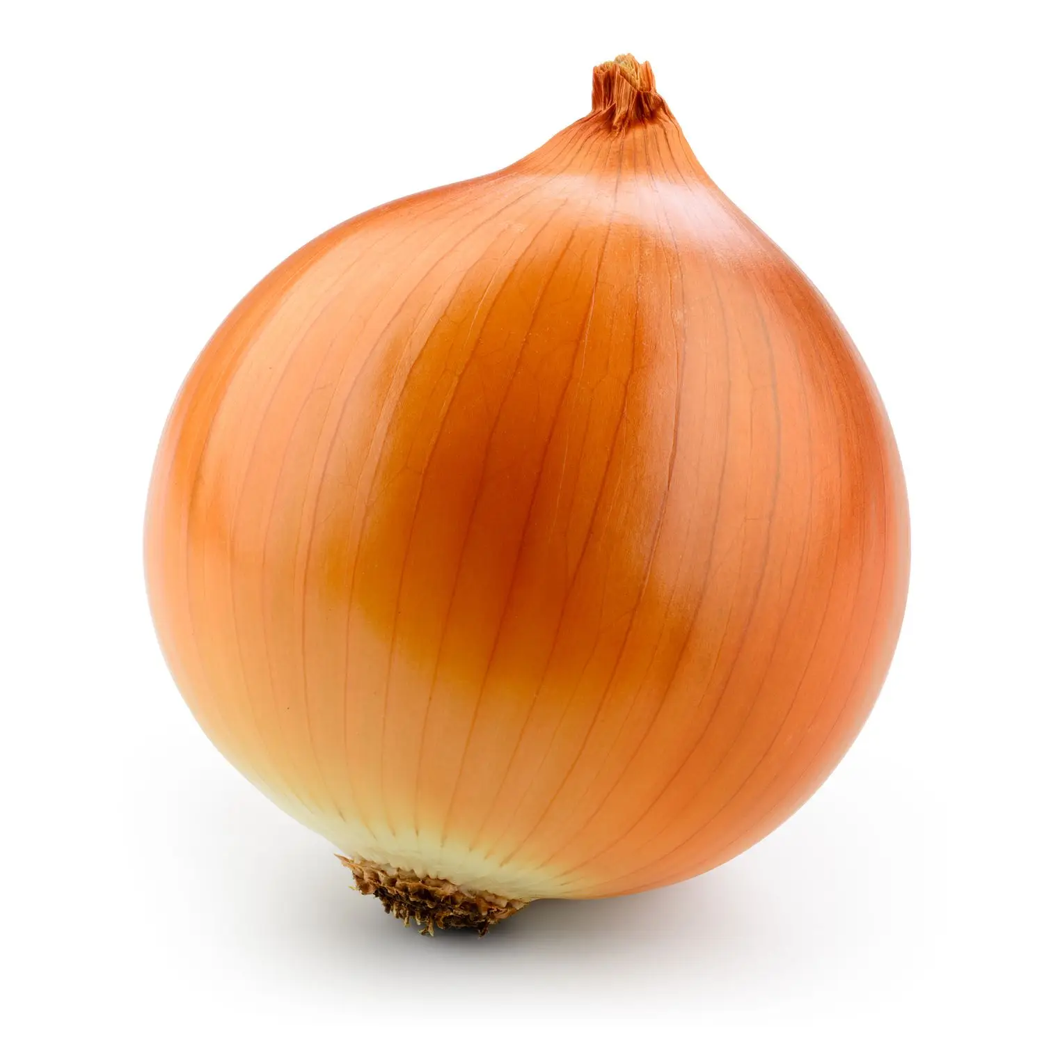 Wholesale Fresh Farm Red Onions Gluten Free Exporters / Big Onion for Export