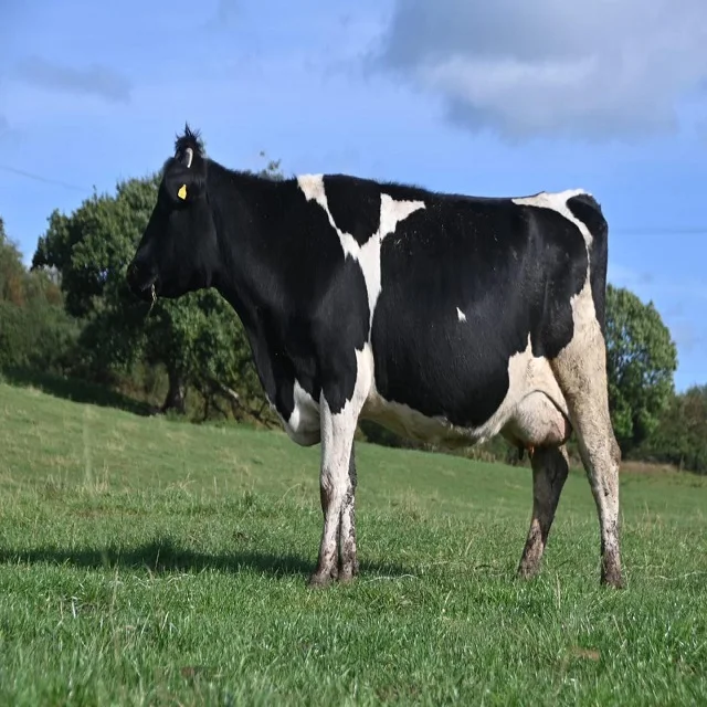 Live Dairy Cows/Pregnant Jersey Cows available