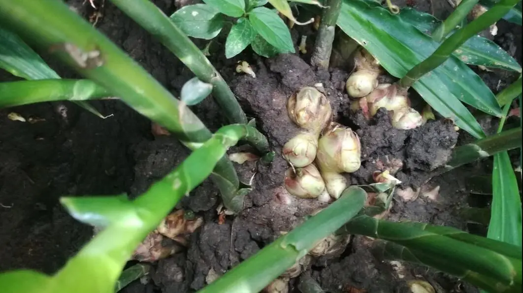 
SPICE OR FOLK MEDICINE GOOD PRICE DRIED GINGER FOR EXPORTING MADE IN VIET NAM 