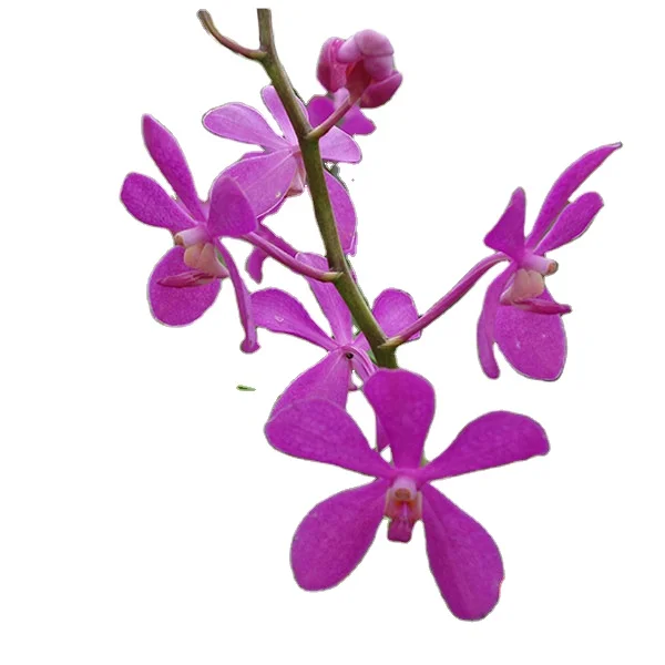 
Purple Mokara Orchids - Calypso 