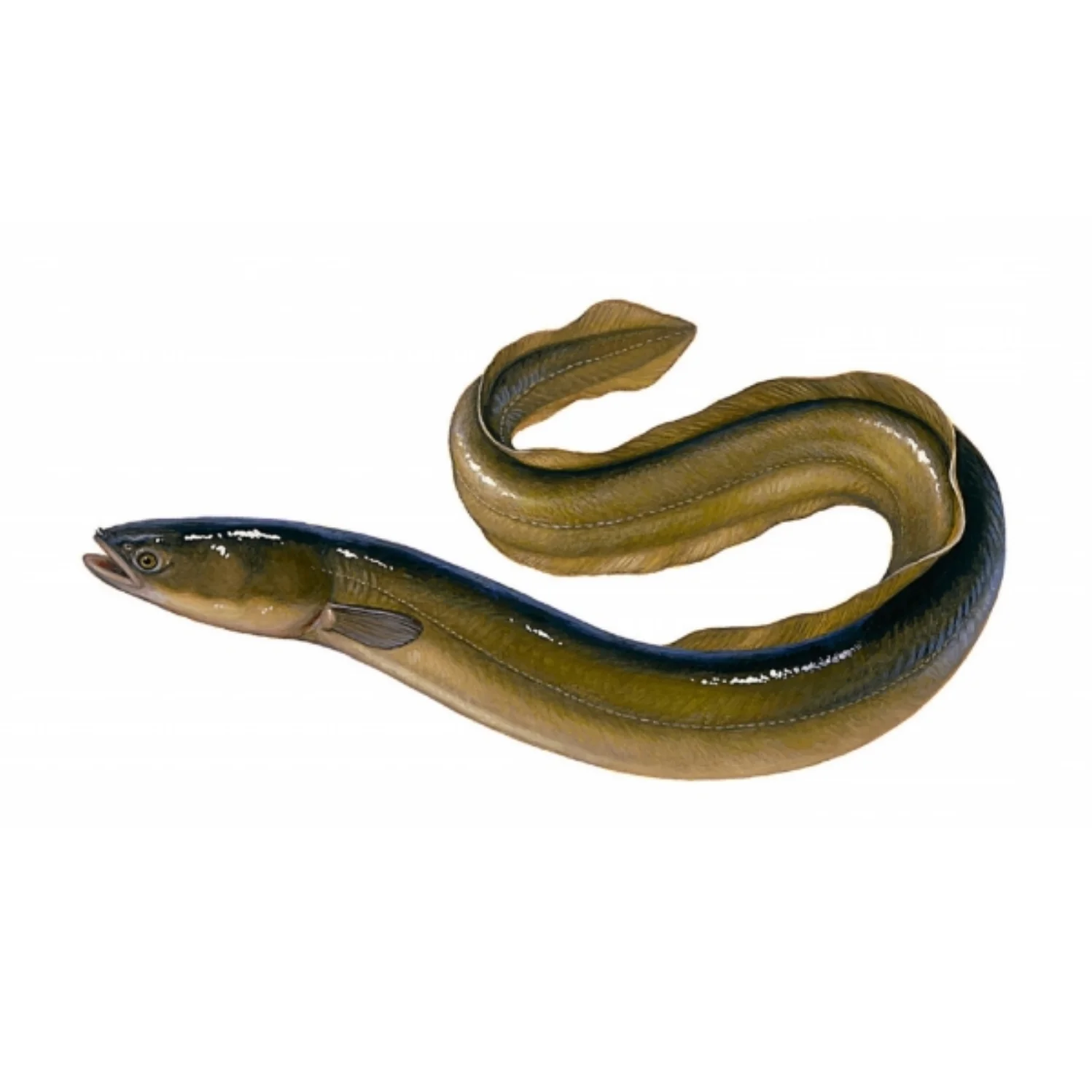 Fresh Live Eel Fish In Low Price From Wholesaler Bangladeshi Supplier
