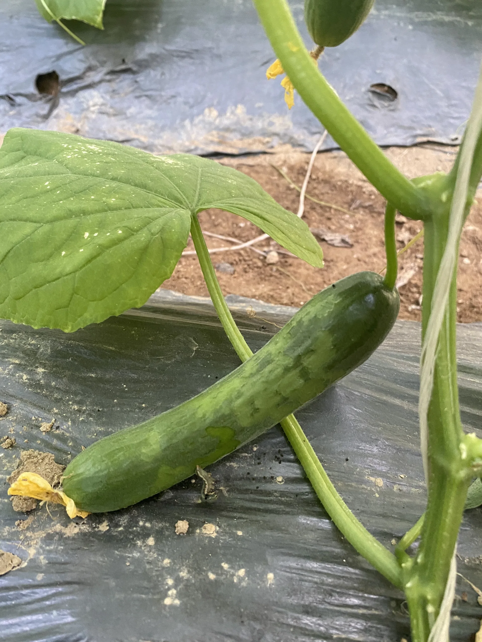 Свежие и сочные молодые огуречные продукты оптом экологически чистые фермы купить сейчас по лучшей цене