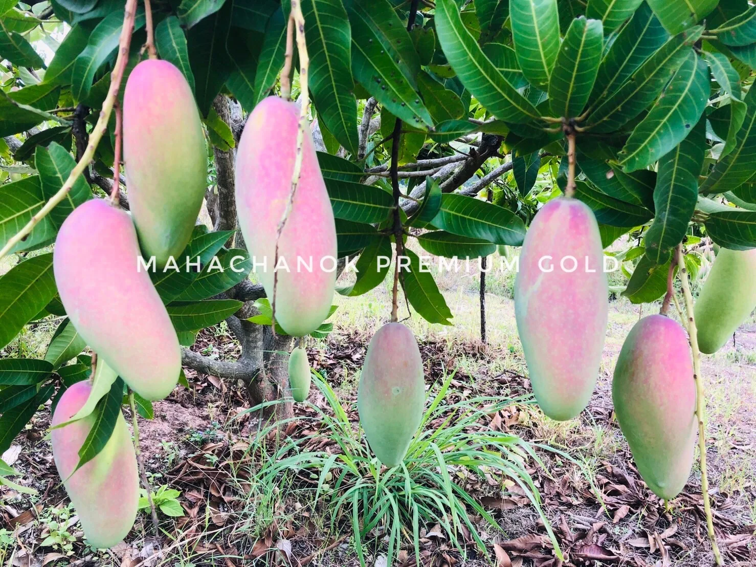 Supanij Thailand Premium Royal Delicious Sweet Mahachanok Mango Premium Quality for 100% Export