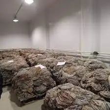 Specialized in Processing of Buffalo Omasum