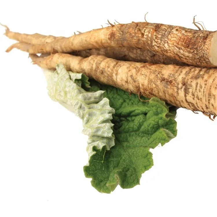 Hot Sale Burdock Root Extract For India Best supplier