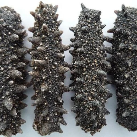sea cucumber