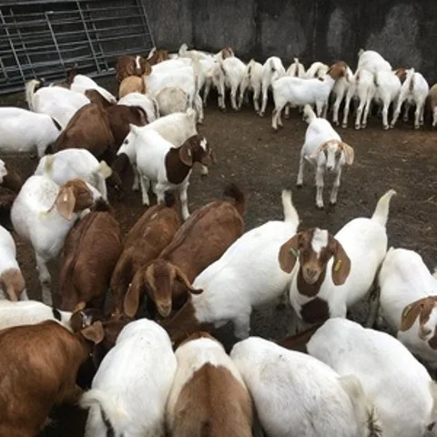 
Live Goats/Heifers Bulls/Fattening Beef Bulls/Sheep 