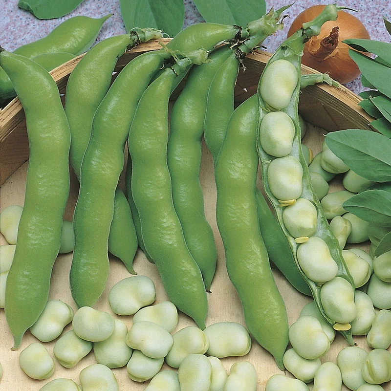Wholesale High-quality nutrient-rich Dried fava beans / GK38 100% Natural Newest Crop Fava bean made in Viet Nam