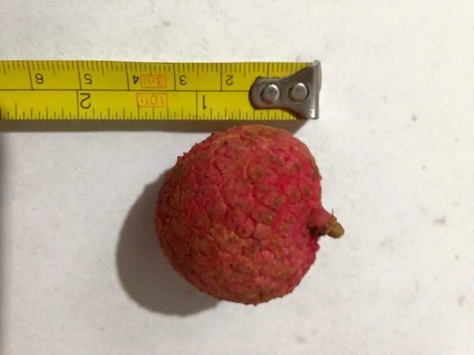 Fresh Litchi Season 2022, contact  +84963818434