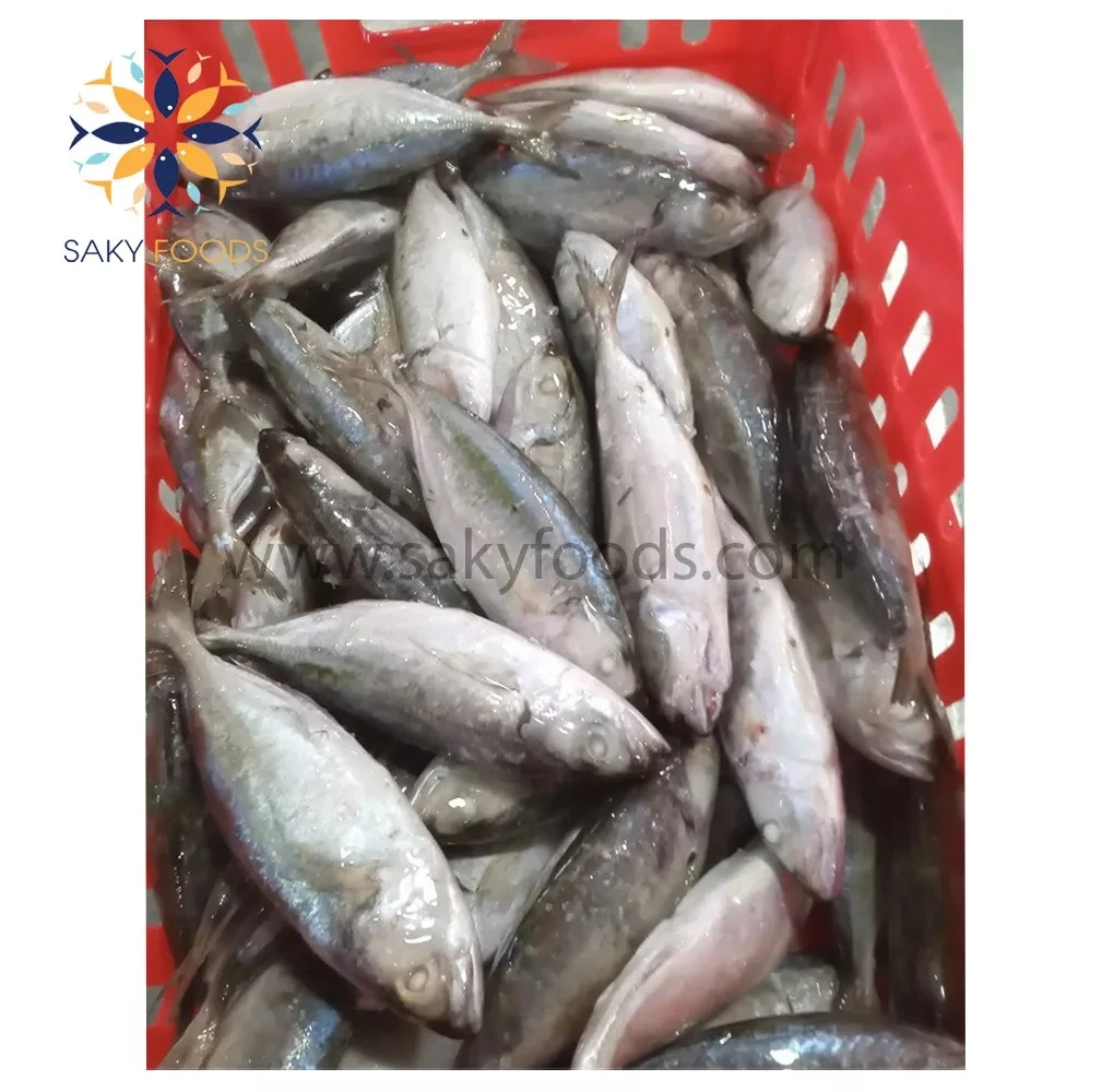 Factory Supplier Best Price Top Grade High Quality Big Eyes Scad Fish from Viet Nam Block Bulk Style Packaging
