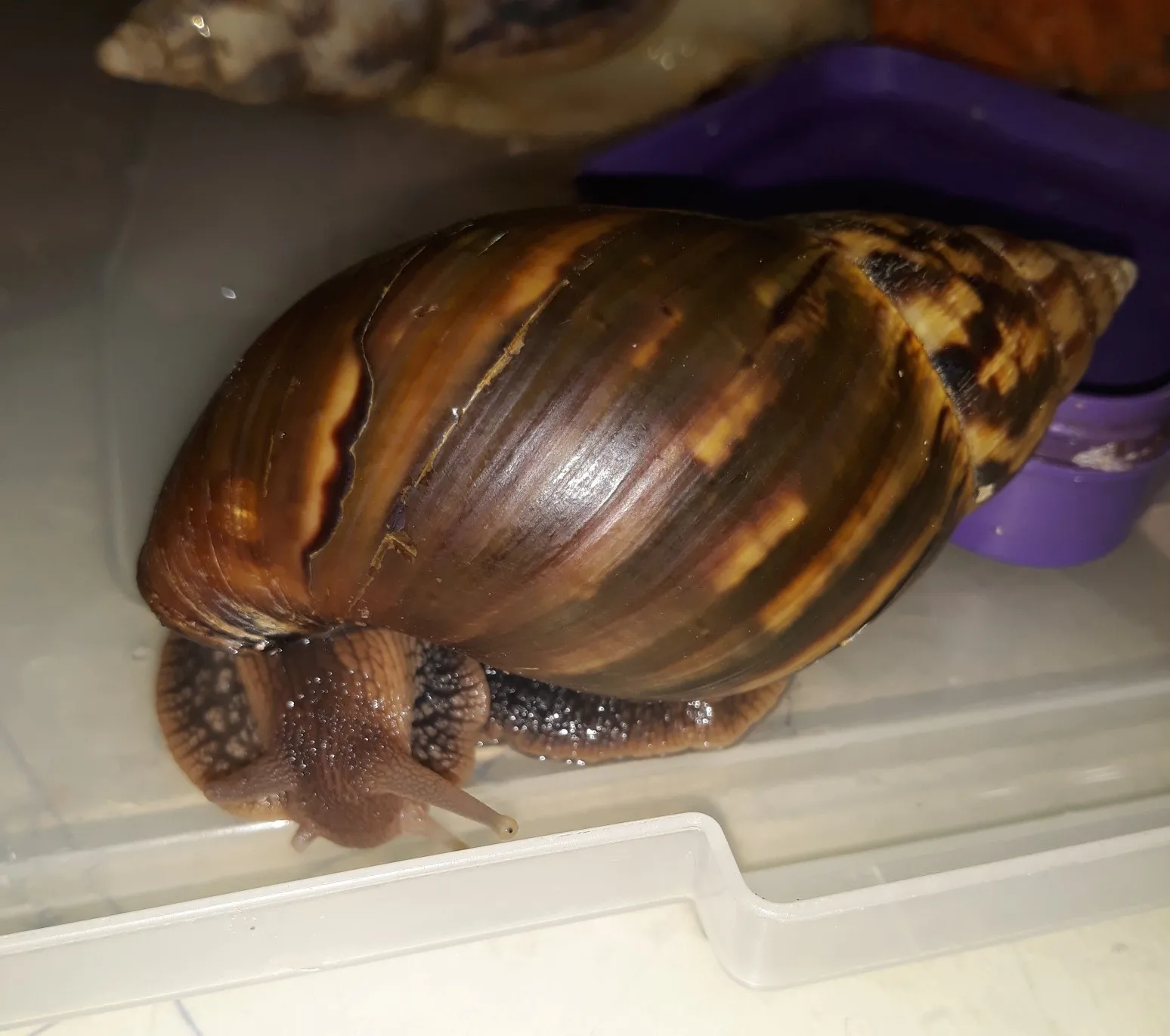 Giant African Land Snails for sale,High Quality Edible Snails Frozen,Dried ,Fresh Snails For sale