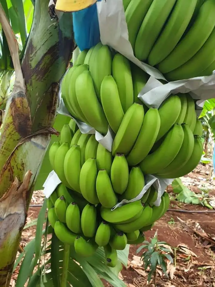 
Highly Recommend The Green Fresh Cavendish HASU Banana With VIETGAP Certification From Vietnam 