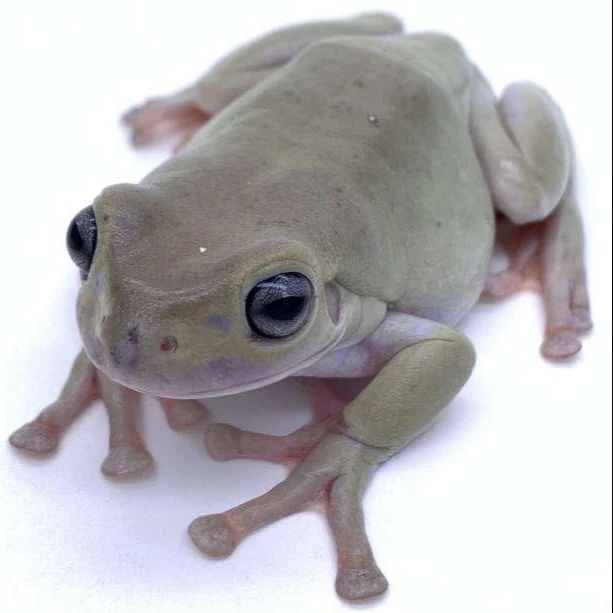 
Farm bred Blue eye yellow skin (Honey) Litoria caerulea Australia Tree frog For sale 