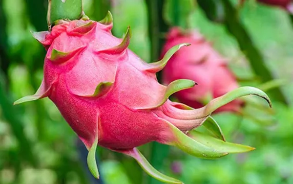 ORGANIC Dragon Fruit from VietNam/Whatsapp +84 845 639639