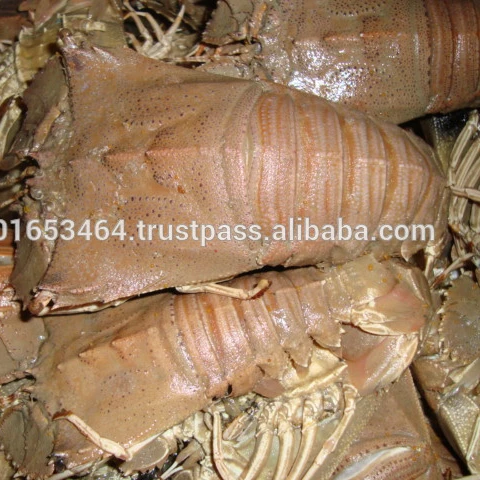 
Frozen IQF Slipper Lobster In Viet Nam 
