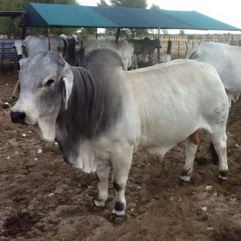 
Brahman Bulls 