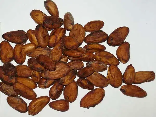  Cacao bean / cocoa (Organic