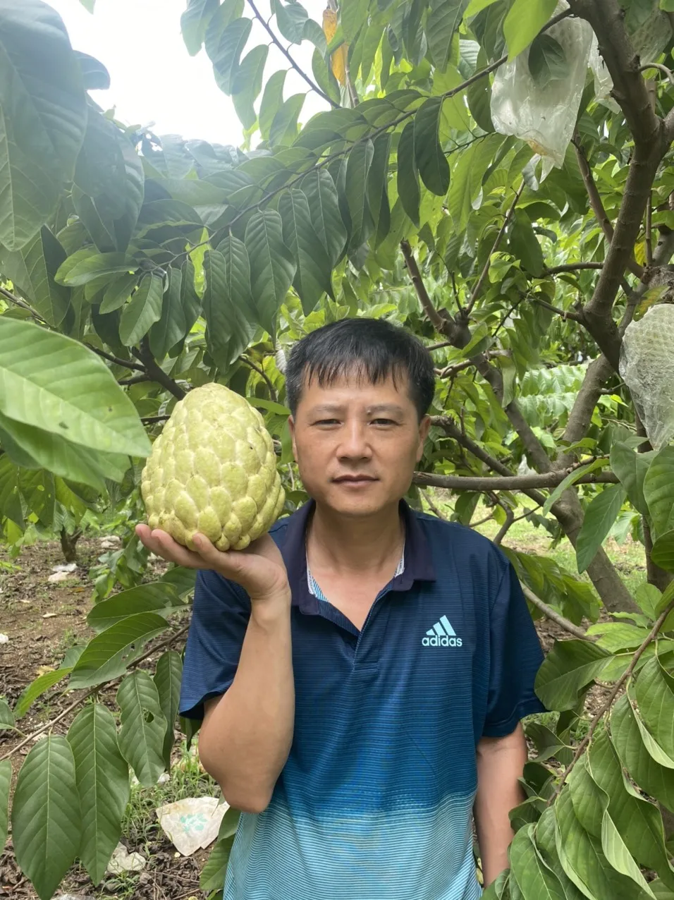 Свежие тропические фрукты, органический заварной яблочный фрукт, вьетнамские свежие фрукты, высокое качество, хорошая цена, распродажа