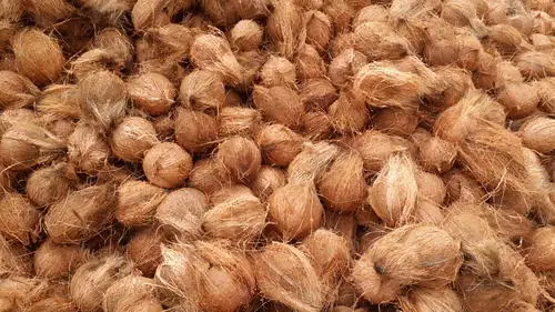 Fresh mature coconut in bag newly harvested made Viet Nam Phytosanitary Certification Coconut for