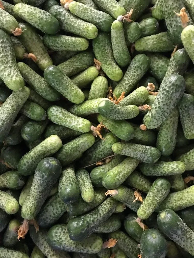 Vietnamese canned Pickled Cornichons/ CUCUMBER/ gherkin in A10 tin Sour Crunchy Taste BAN MAI PRIVATE BRAND COMPETITIVE PRICES