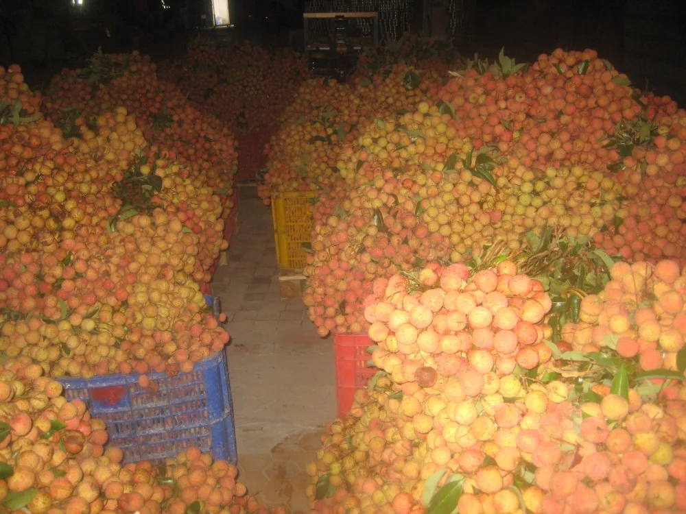 
Wholesale healthy canned lychee with competitive price from Viet Nam 