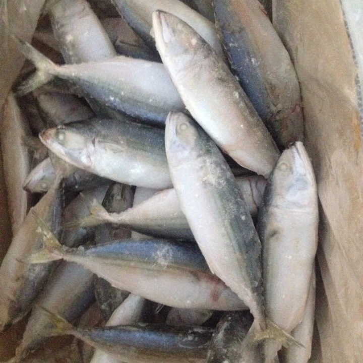 HIGH QUALITY - INDIAN MACKEREL