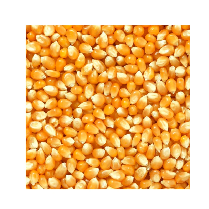 Кукуруза для продажи-корм для животных