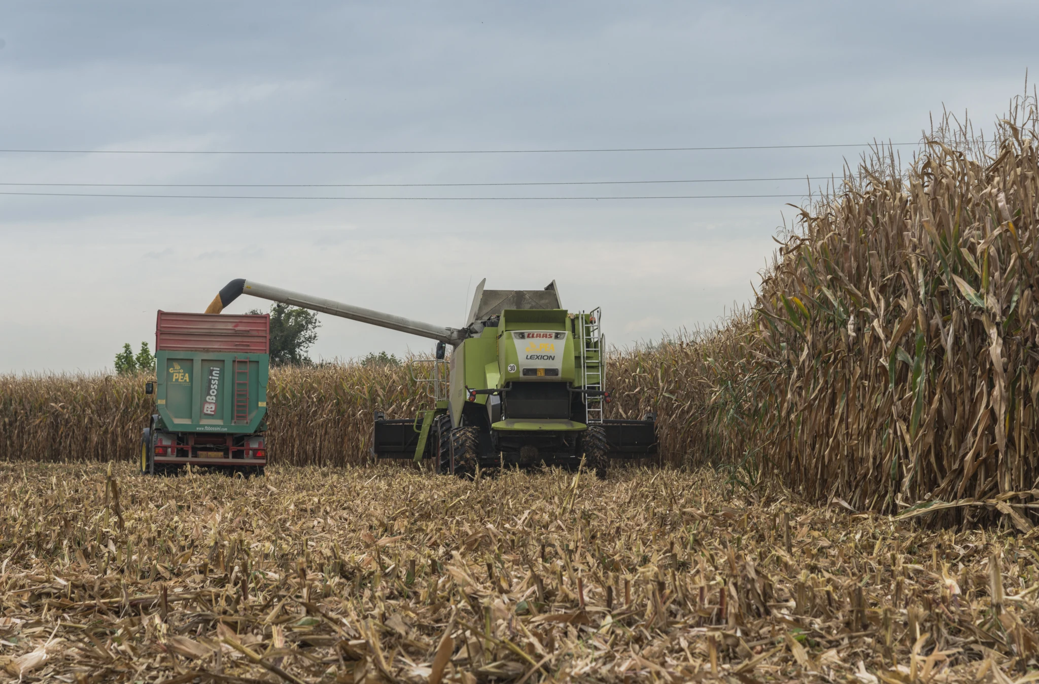 100% made in Italy Corn flour yellow for polenta  1bags/1 ton polenta ready in 45 minutes kosher glutenfree
