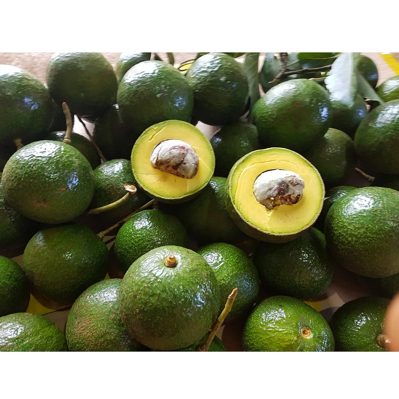 
Vietnam Fresh Fruit Booth Avocado - High Quality (OrSaFood) 