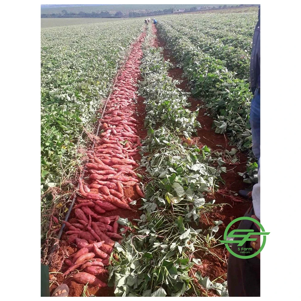 Свежий вьетнамский сладкий картофель по хорошей цене горячая Распродажа высокое качество 100% из Вьетнама