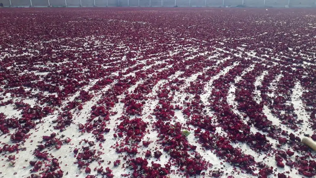 Dried Rose petals 100% natural full flower and rose petals only