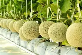 Высококачественная вьетнамская канталупа/Whatsapp: + 84 896679047