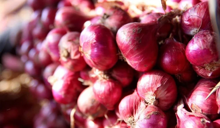 
Fresh red Onion/fresh shallots with top quality in Vietnam_Vikafoods (+84983028718) 