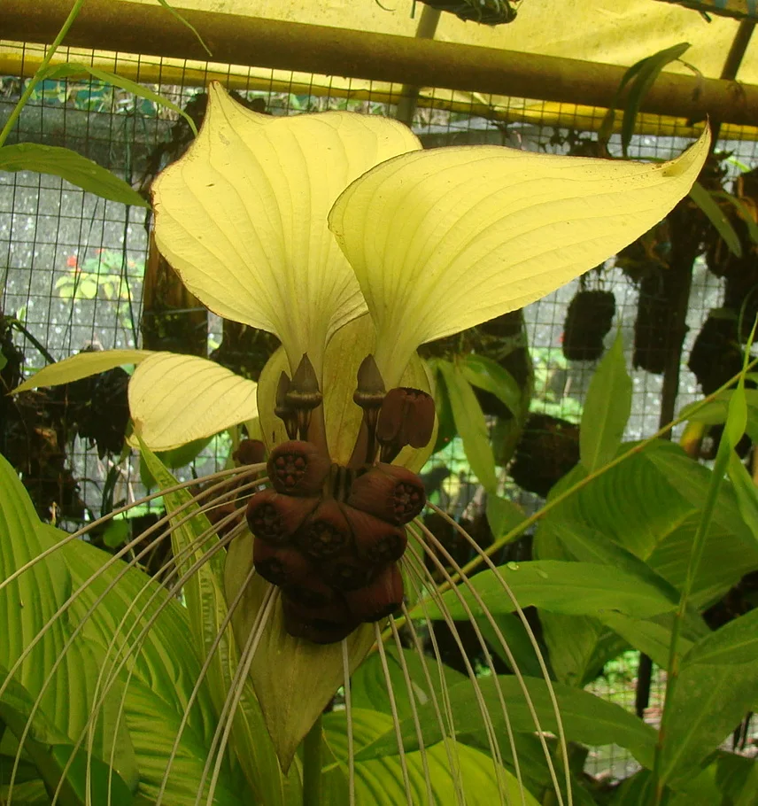 Tacca Niveum White Bat