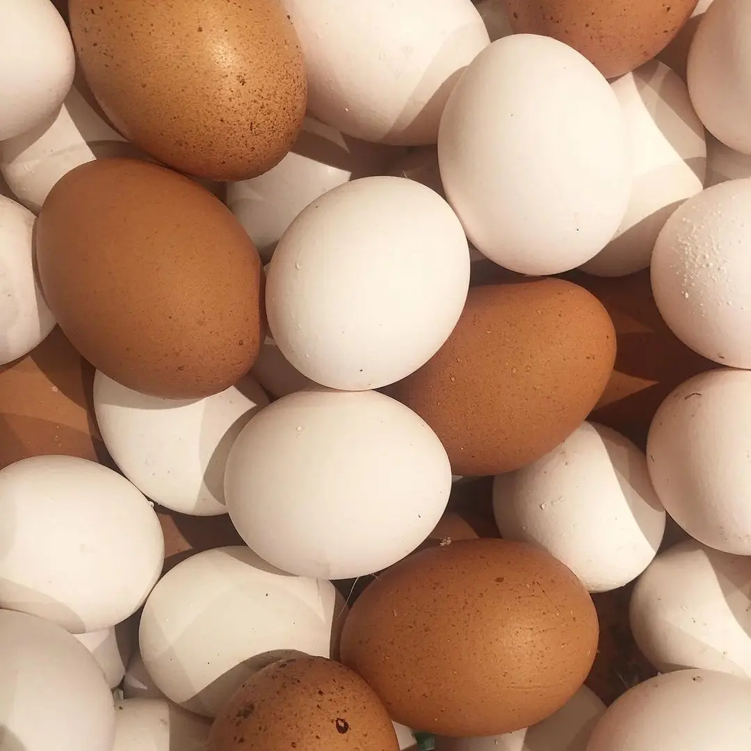 Качественные свежие фермерские яйца