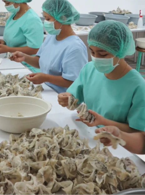 (Mr Nam Bu)-Vietnam Raw/ Refined Bird Nest 100% Pure , Broken Nest Good for Health - Vietnam 100% Pure Beautiful Raw Bird Nest -