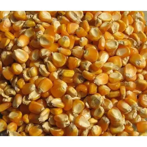 Желтый Кукуруза без ГМО/белый для продажи поставщик белой кукурузы и желтой кукурузы.