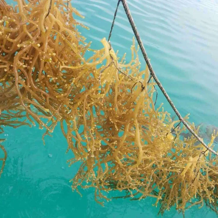 Морское Птичье гнездо 100% органические коралловые водоросли EUCHEUMA COTTONII повышающие иммунную систему мисс Джой + 84397147287