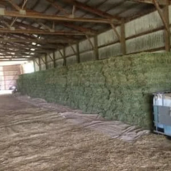 Качественный и дешевый Альфальфа, сено, Люцерна для кормления животных, Альфальфа для продажи