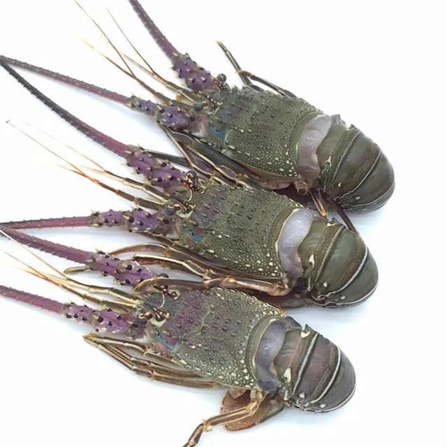 
Fresh Quality Pacific Canadian Red Lobsters for sale 