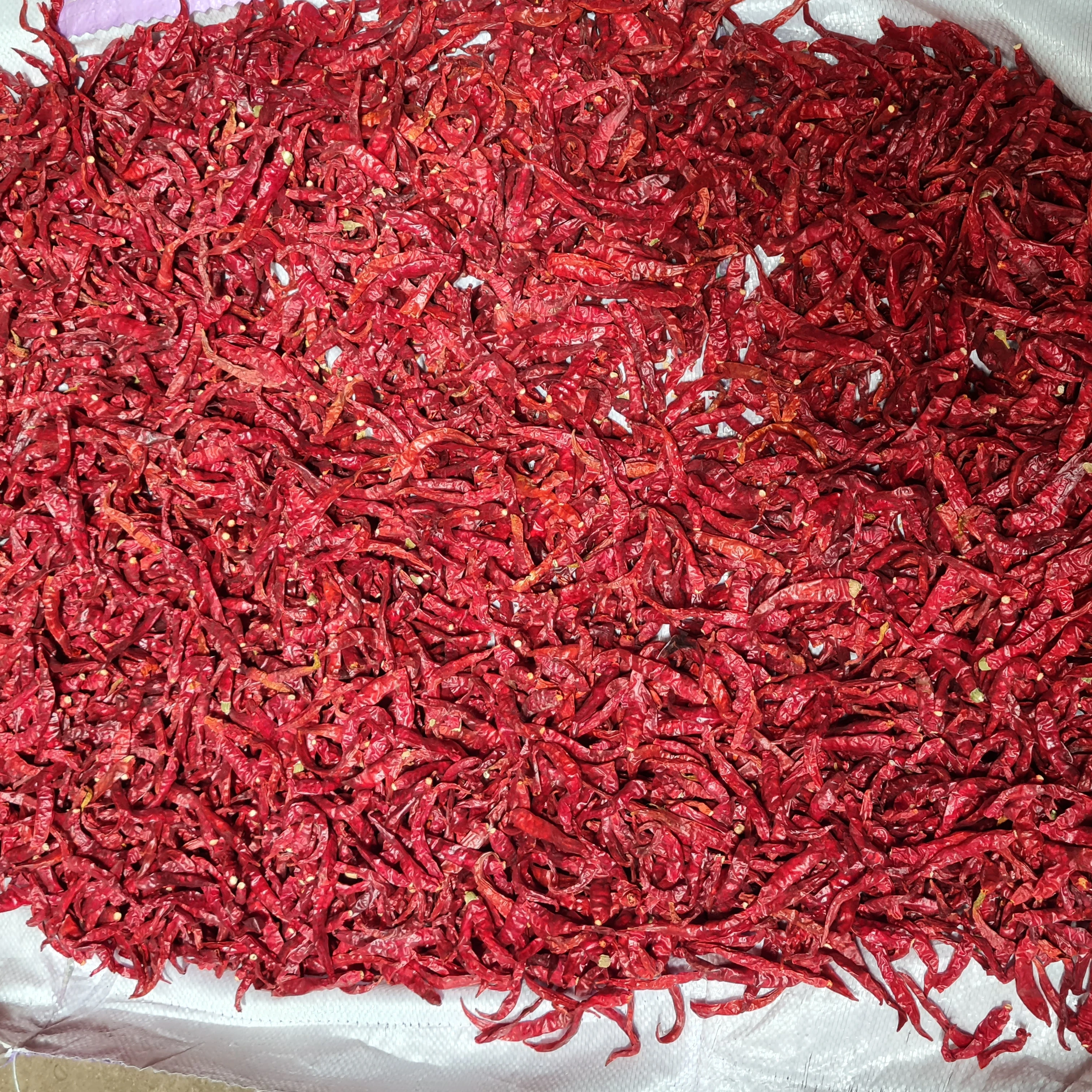 Egyptian chili pepper