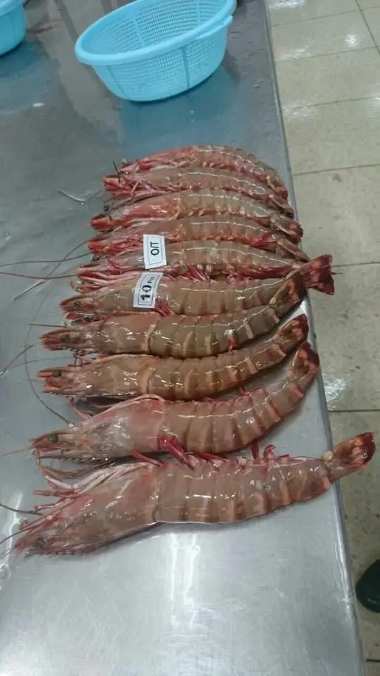 Ocean Tiger Shrimps Fresh Head On Shell On Net Weight Net Count Custom Packing Best Quality Size U4 U5 U6 U8 U10 U12 U15 U20