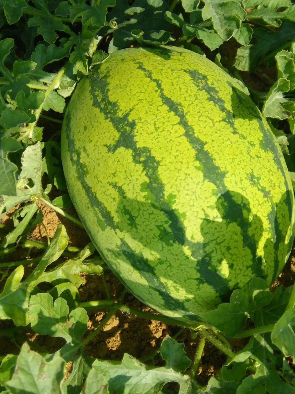 
Fresh Watermelon Style Weight Water 