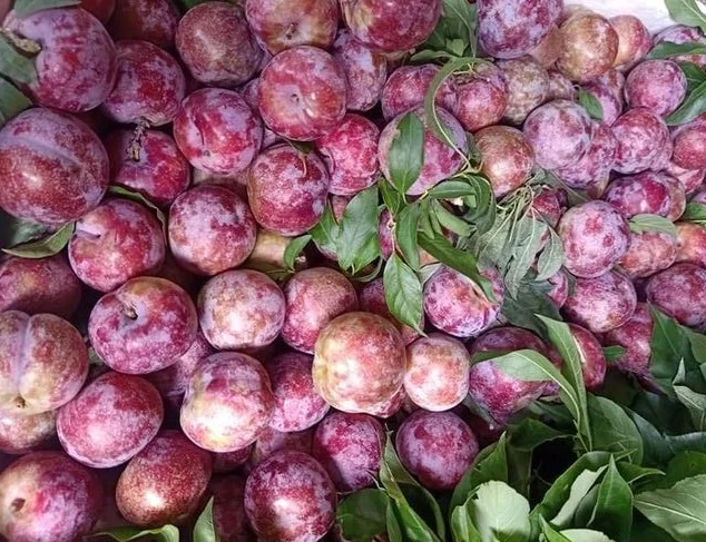 New Harvest Plums Vietnam Fresh Plums Red shell Fresh Fruit High Quality For Exporting Best Price Wholesale